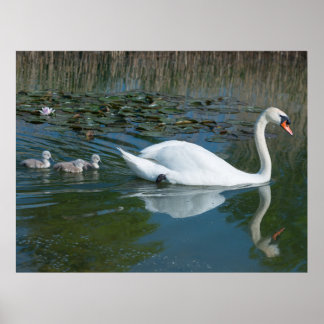 White mute swan with baby ducking cygnets lake poster