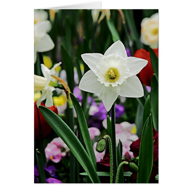 White Narcissus (Front)