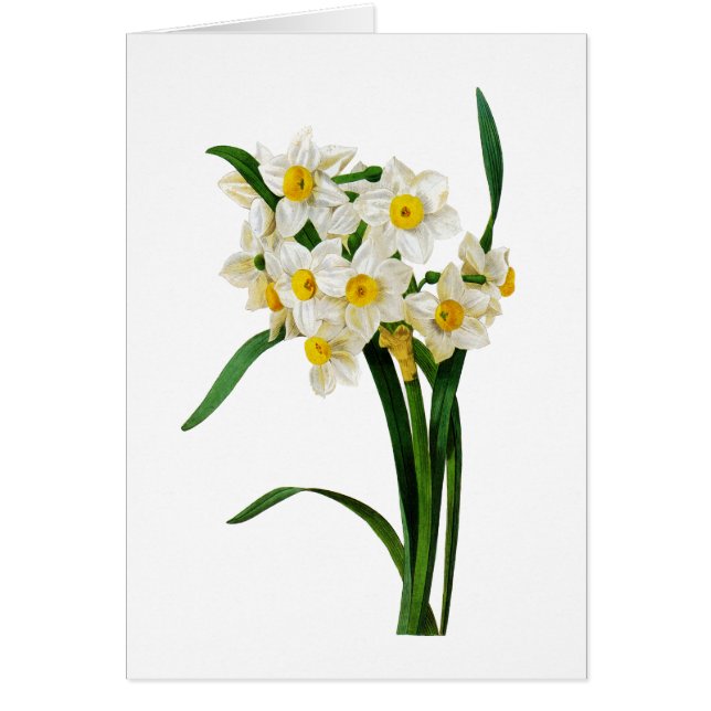 White Narcissus by Pierre-Joseph Redoute (Front)