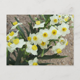 White Narcissus Flowers Postcard