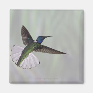 White-necked Jacobin Florisuga melivora Costa 2 Magnet