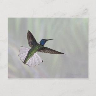 White-necked Jacobin Florisuga melivora Costa 2 Postcard