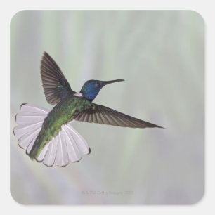 White-necked Jacobin Florisuga melivora Costa 2 Square Sticker