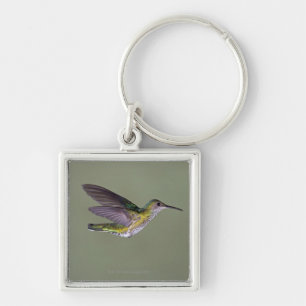 White-necked Jacobin Florisuga melivora Costa Key Ring