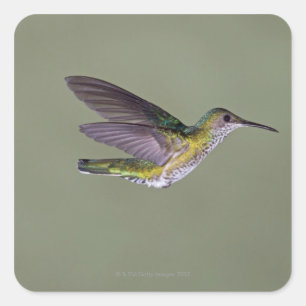 White-necked Jacobin Florisuga melivora Costa Square Sticker