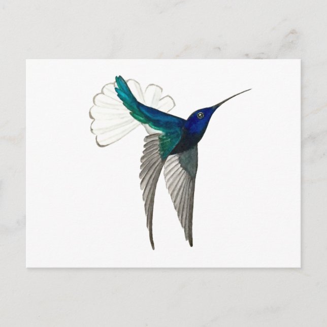 White-necked Jacobin Hummingbird Postcard (Front)