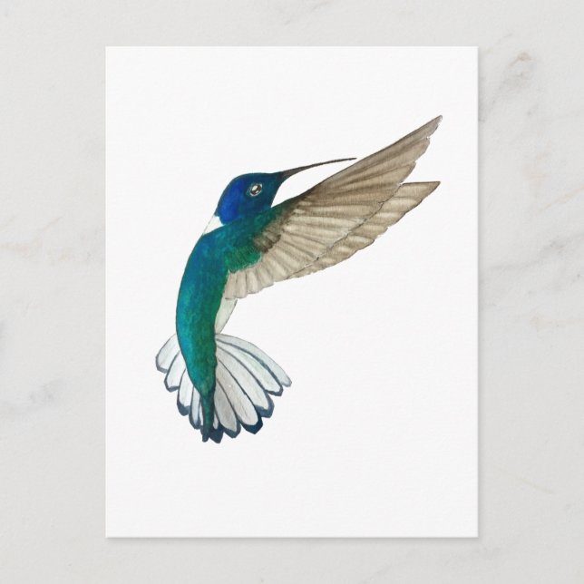 White-necked Jacobin Hummingbird Postcard (Front)
