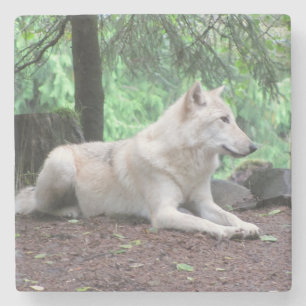White North American Wolf Stone Coaster