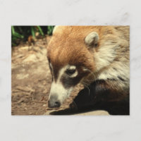 White Nosed Coati Postcard