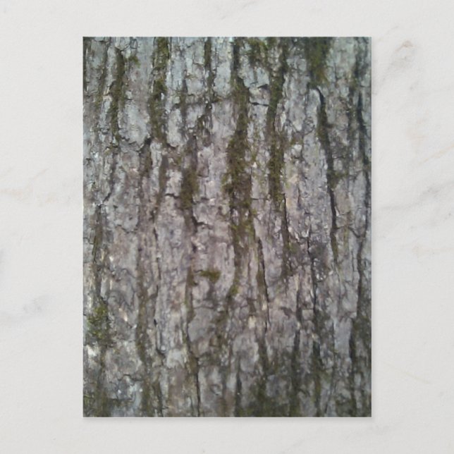 White Oak Tree Bark Postcard (Front)