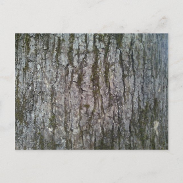 White Oak Tree Bark Postcard (Front)