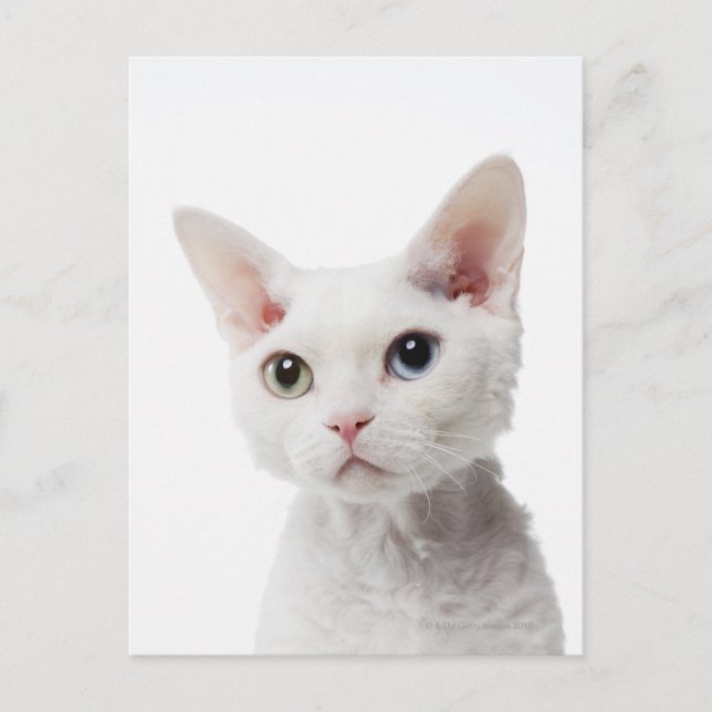 White odd-eyed cat 2 postcard (Front)