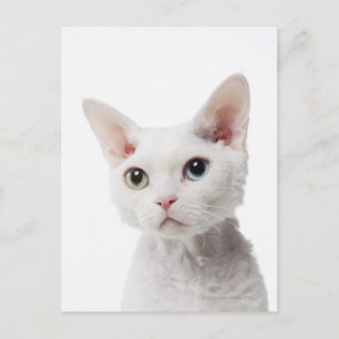 White odd-eyed cat 2 postcard