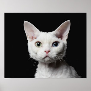 White odd-eyed cat poster