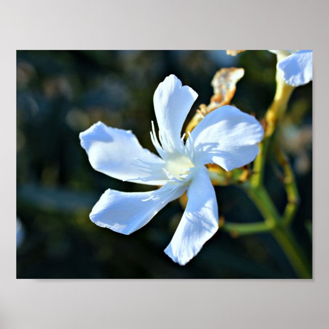 White Oleander Flower Wall Poster/Print Poster (Front)