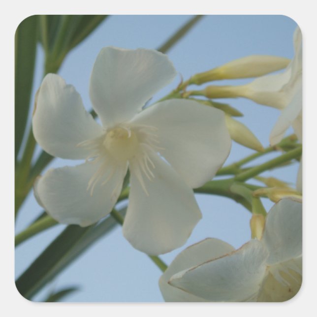 White Oleander Stickers (Front)