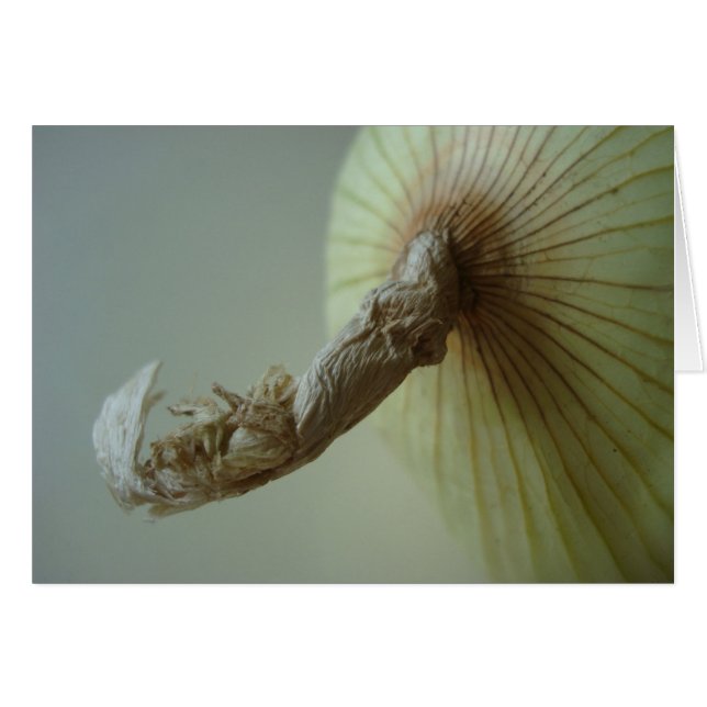 White Onion (Front Horizontal)