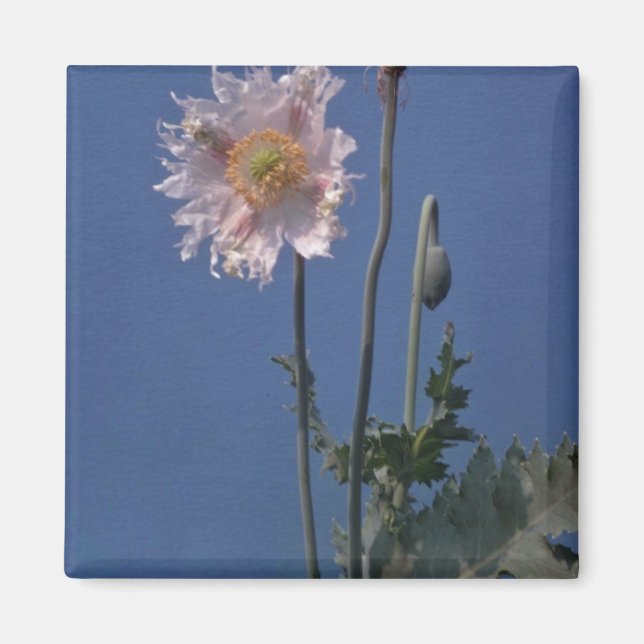 white Opium Poppy (Papaver Somniferum) flowers Magnet (Front)