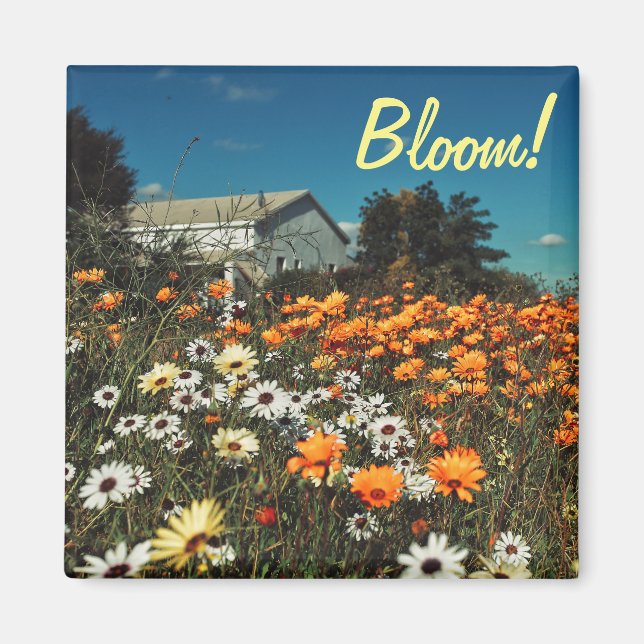 White Orange Daisy Flowers Bloom Magnet (Front)