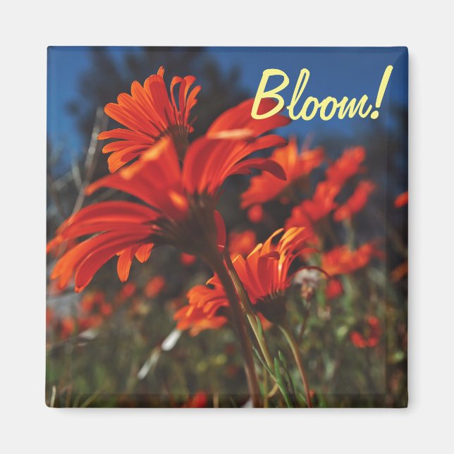 White Orange Daisy Flowers Bloom Magnet (Front)
