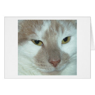 White & Orange Tabby Cat