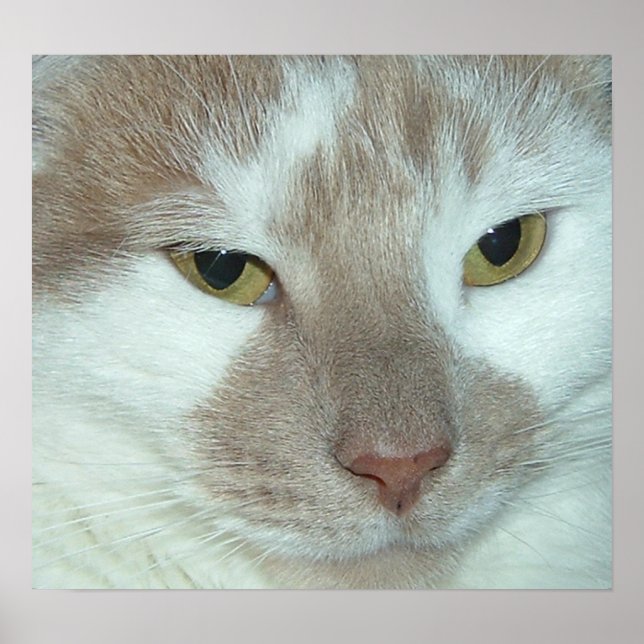 White & Orange Tabby Poster (Front)