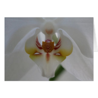 White Orchid
