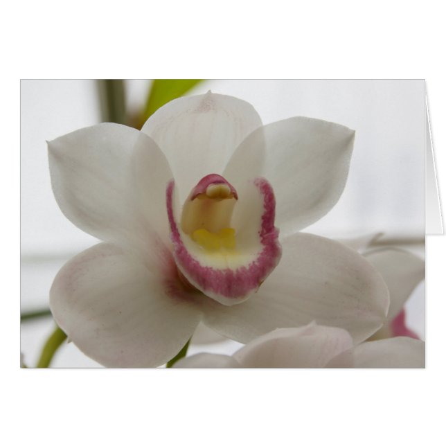White Orchid (Front Horizontal)