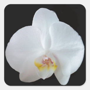 White orchid against black background square sticker