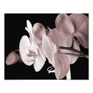White Orchid Flower Black Background Abstract Photo Print