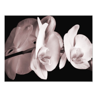 White Orchid Flower Black Background Abstract Photo Print