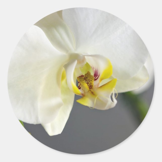 White Orchid Flower Classic Round Sticker (Front)
