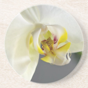 White Orchid Flower Coaster