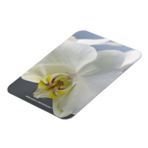 White Orchid Flower Magnet