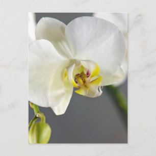White Orchid Flower Postcard