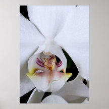 White orchid flower poster