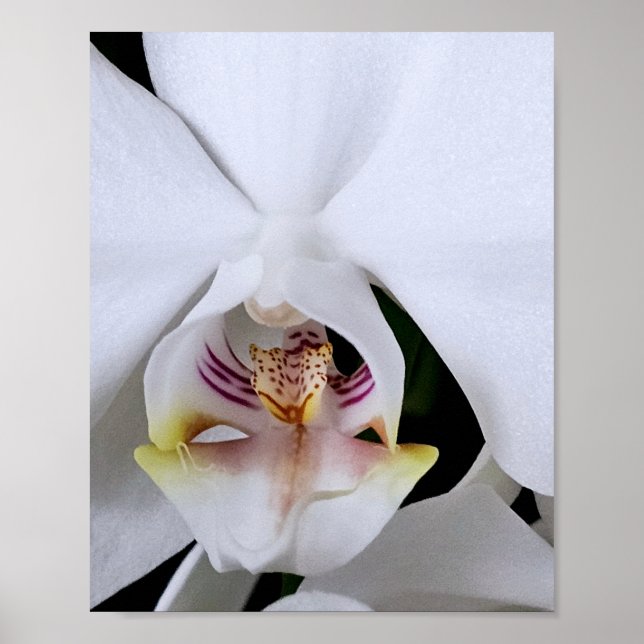 White orchid flower poster (Front)