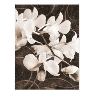 White Orchid Flower Sepia Black Background floral Photo Print