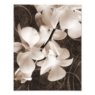 White Orchid Flower Sepia Black Background floral Photo Print