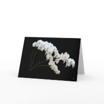 White Orchid Greeting Cards