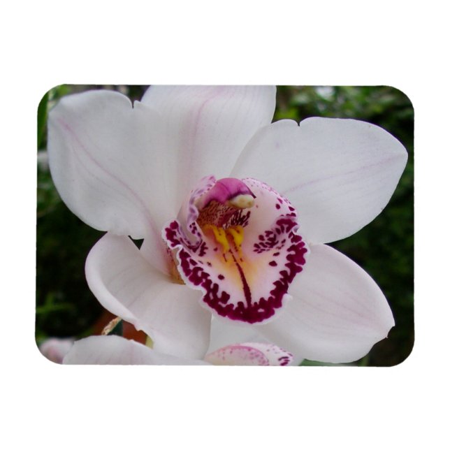 White Orchid I Beautiful Tropical Flower Magnet (Horizontal)