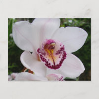 White Orchid I Beautiful Tropical Flower