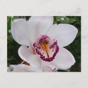 White Orchid I Beautiful Tropical Flower Postcard