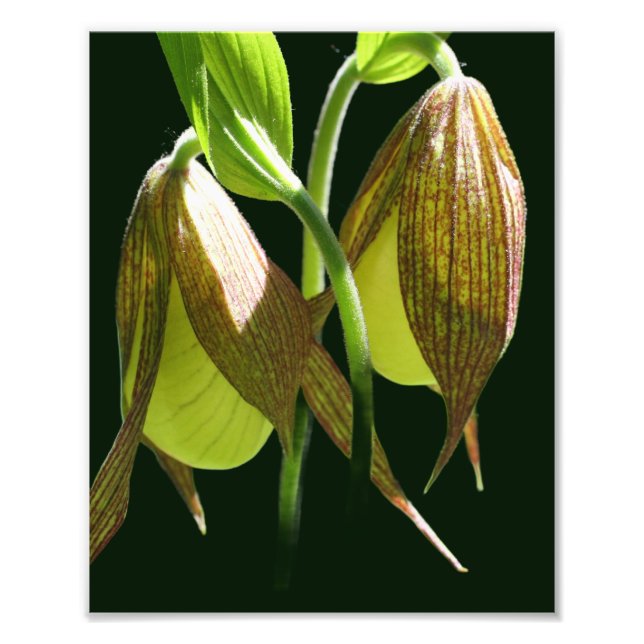 White Orchid Lady Slipper Flower Pair 8x10 Photo Print (Front)