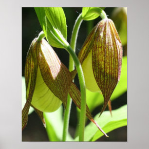 White Orchid Lady Slipper Flower Pair Poster