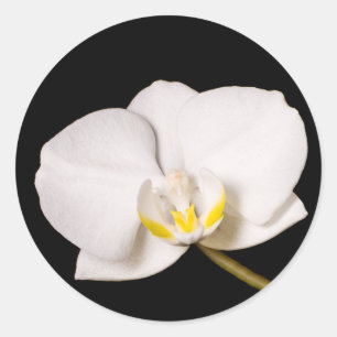 White Orchid On Black Classic Round Sticker