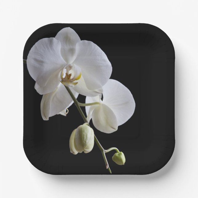 White Orchid on Black Paper Plate (Front)