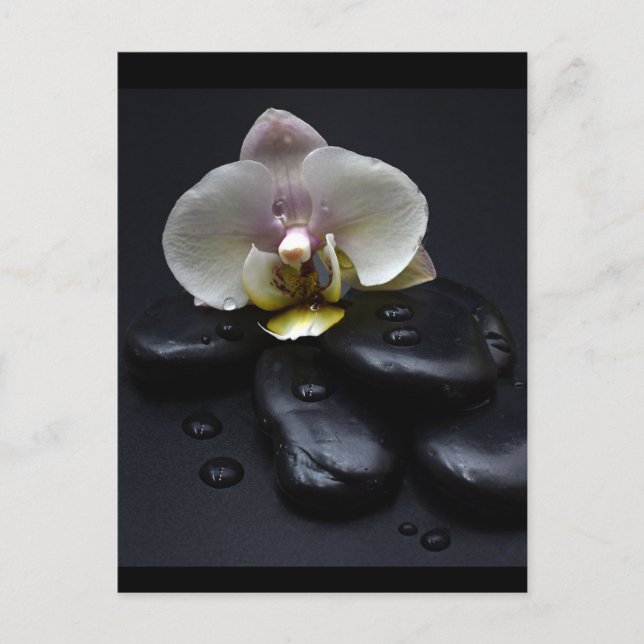 White Orchid On Black Stones Postcard (Front)