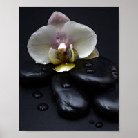 White Orchid On Black Stones