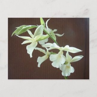 White Orchid Postcard